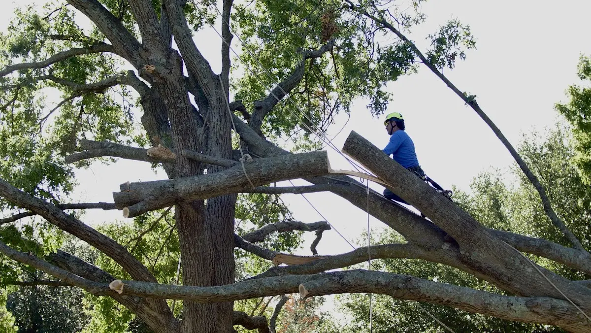 Professional Crown Thinning performed by certified arborists in Blackduck